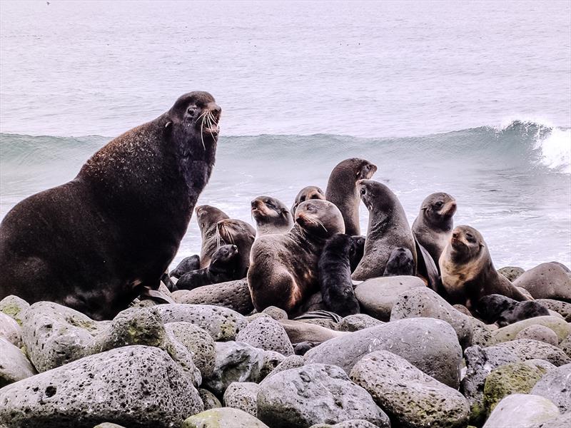 An adult male Northern fur seal with pups photo copyright NOAA Fisheries taken at  and featuring the Cruising Yacht class