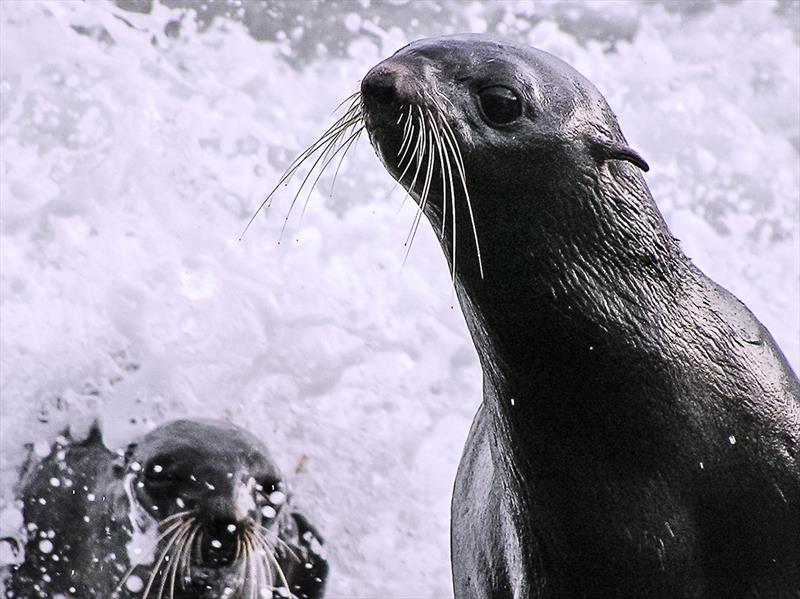 Northern fur seals exit the surf. - photo © NOAA Fisheries