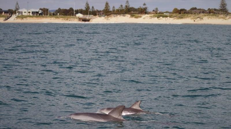 Bunbury dolphins - photo © murdoch.edu.au