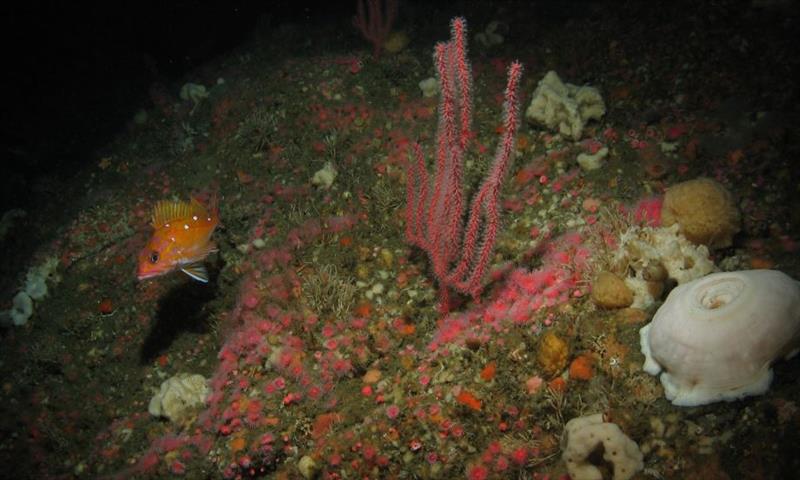 Octocoral Chromoplexaura markii with a rosy rockfish (Sebastes rosaceus) at 282 feet on Rittenburg Bank in Greater Farallones National Marine Sanctuary photo copyright NOAA Fisheries taken at  and featuring the Cruising Yacht class