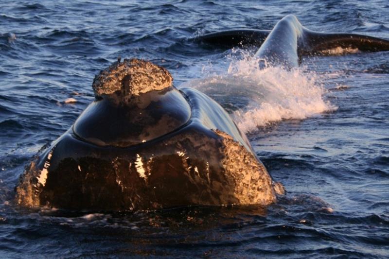 A Southern right whale photo copyright NOAA Fisheries taken at  and featuring the Cruising Yacht class