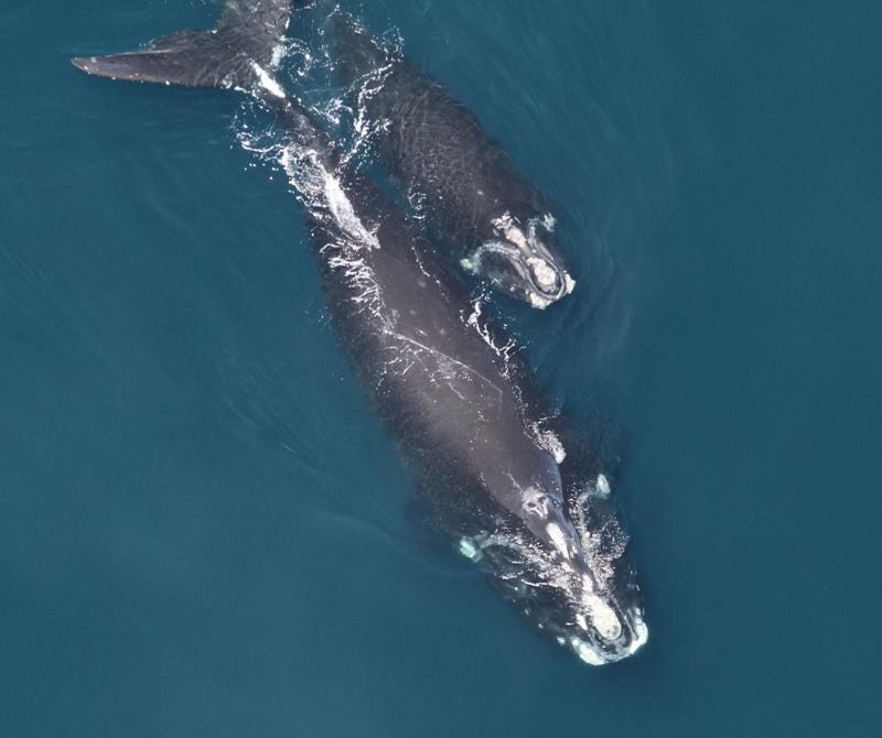North Atlantic right whale mother and calf, sighted June 6, 2014 during an aerial survey. - photo © NOAA Fisheries / Christin Khan
