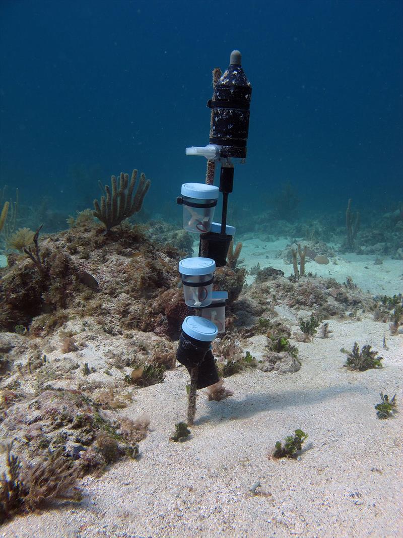Settlement experiment deployed at the more degraded, less fish abundant Cocolaba reef in the US Virgin Islands. - photo © Amy Apprill, Woods Hole Oceanographic Institution