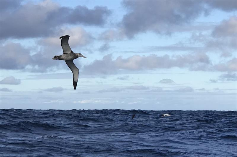 An albatross flies a lonely Southern Ocean sky photo copyright Randall Reeves taken at New York Yacht Club and featuring the Cruising Yacht class