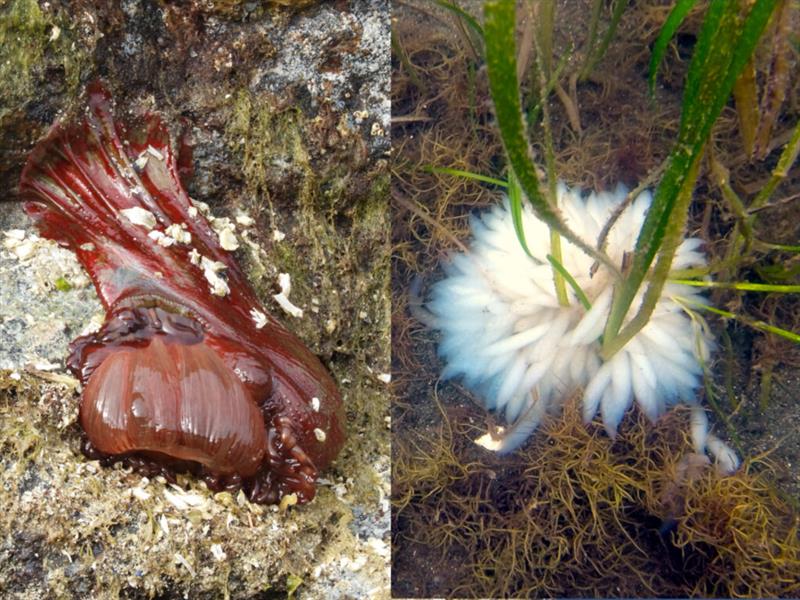 Left: anemone exposed at low tide; Right: squid eggs - photo © Barb Peck & Bjarne Hansen