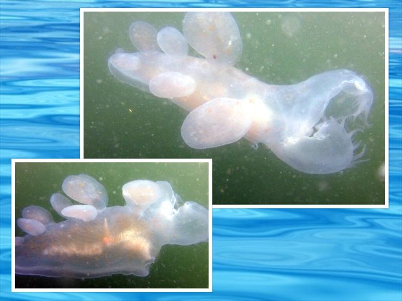 Two images of a hooded nudibranch - photo © Barb Peck & Bjarne Hansen