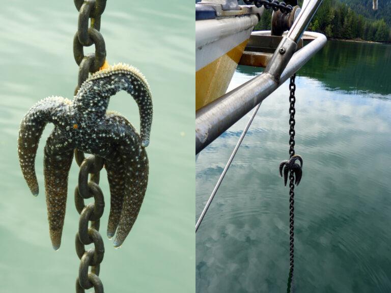 Left: close up of starfish attached to anchor chain; Right: phew, noticed the passenger before it got to the bow roller! photo copyright Barb Peck & Bjarne Hansen taken at  and featuring the Cruising Yacht class