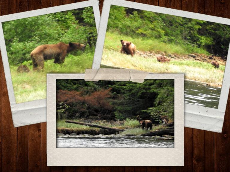 Top Left: mama grizzly looking gaunt; Top right: three grizzly cubs; Bottom: mama bear eyeing the strangers - photo © Barb Peck & Bjarne Hansen