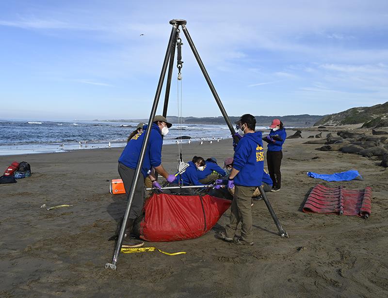Researchers weighing an elephant seal pup - photo © Photo taken under NOAA Fisheries MMPA Permit # 23188
