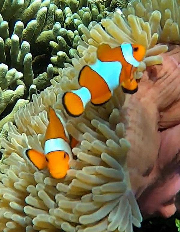 We found Nemo! - photo © Lisa Benckhuysen