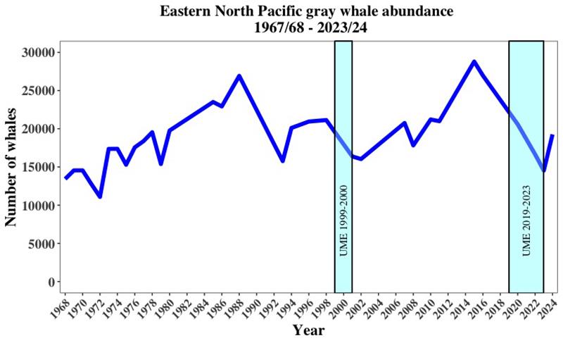 Eastern North Pacific gray whale abundance from 1967/68 to 2023/24 - photo © NOAA Fisheries