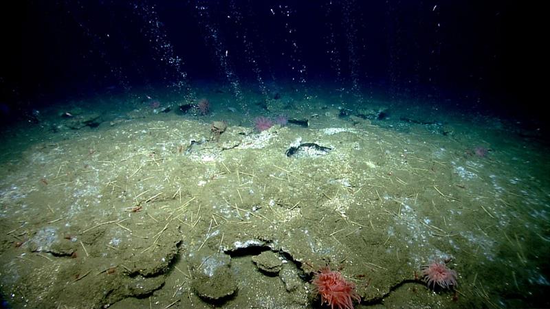 A seep of methane bubbles up from the seafloor photo copyright NOAA Office of Ocean Exploration and Research taken at  and featuring the Environment class