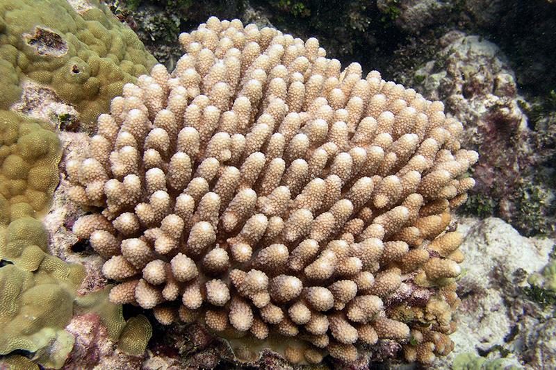 Acropora globiceps at Lalo (French Frigate Shoals), Hawaii photo copyright Jean Kenyon taken at  and featuring the Environment class