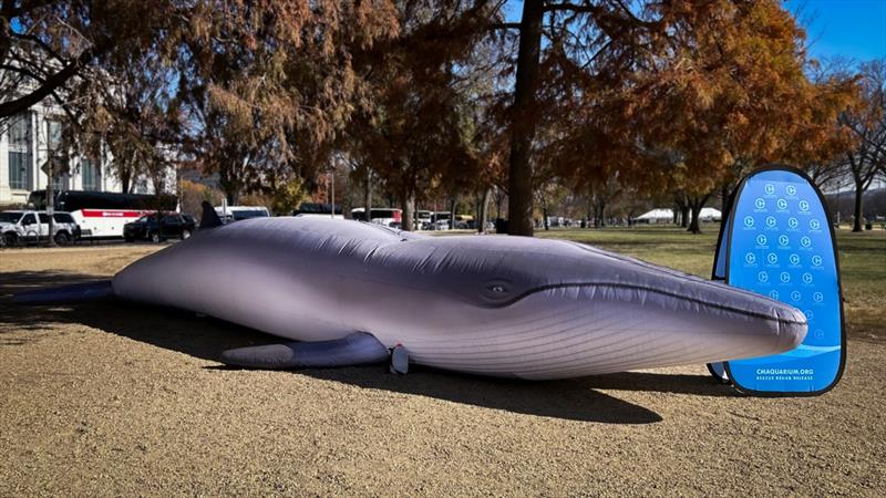 An inflatable model of a Rice's whale from the Clearwater Aquarium was displayed on the National Mall in front of the Smithsonian Museum of Natural History in November 2023 photo copyright NOAA Fisheries taken at  and featuring the Environment class