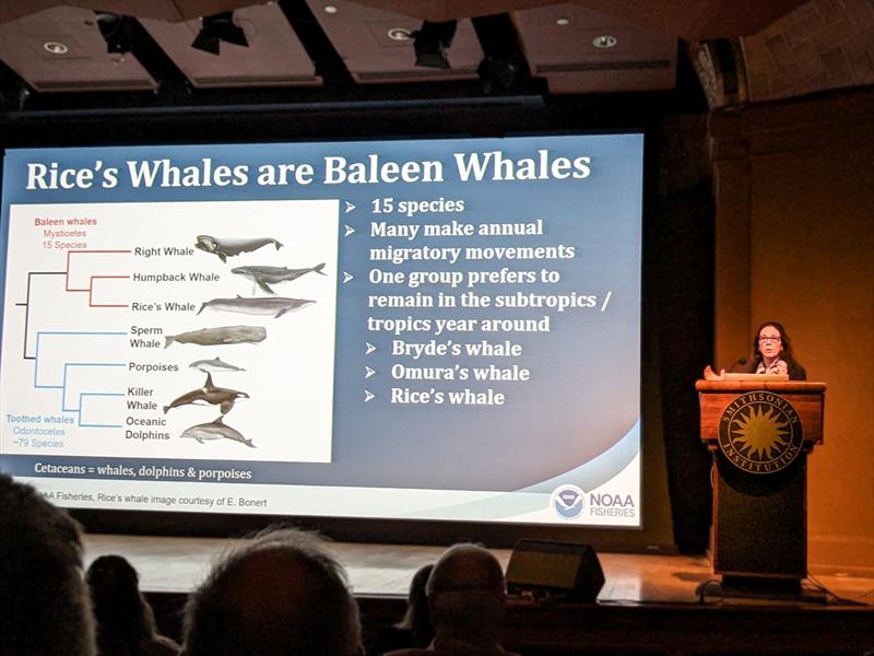 Research geneticist Dr. Patricia Rosel from the Southeast Fisheries Science Center presented on how she and her team determined Rice's whales are a unique species photo copyright NOAA Fisheries taken at  and featuring the Environment class