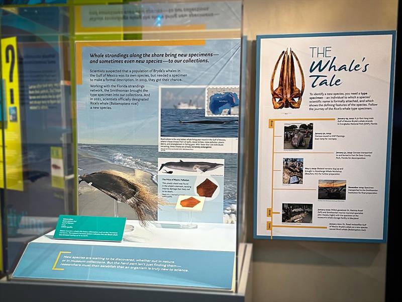 The new Rice's whale exhibit in the Smithsonian Museum of Natural History's Sant Ocean Hall displays a piece of Rice's whale baleen and the piece of plastic that was likely the cause of one whale's death - photo © NOAA Fisheries