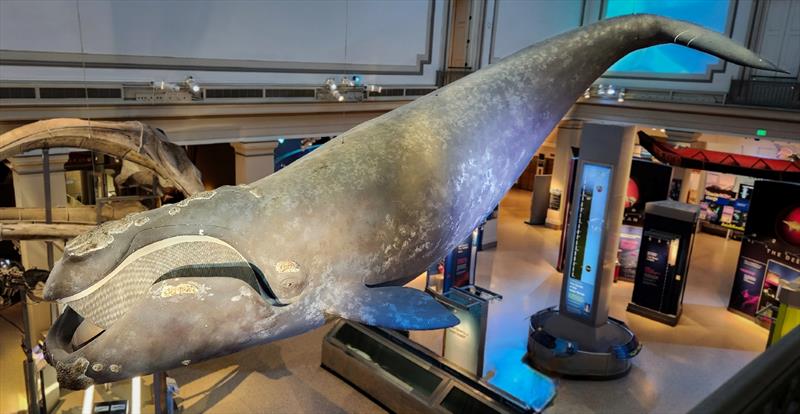 The life-sized model of a North Atlantic right whale named Phoenix hanging above the new Rice's whale exhibit in the Smithsonian Museum of Natural History's Sant Ocean Hall photo copyright NOAA Fisheries taken at  and featuring the Environment class