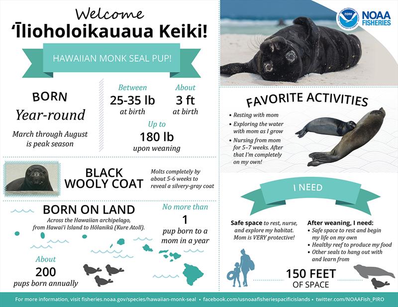 Hawaiian monk seal-pup infographic photo copyright NOAA Fisheries taken at  and featuring the Environment class