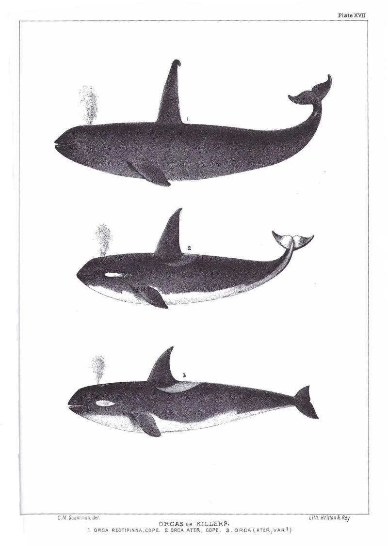 California whaler Charles Melville Scammon first described the killer whales of the West Coast, and documented his observations and findings in a manuscript he sent to the Smithsonian Institution photo copyright NOAA Fisheries taken at  and featuring the Environment class