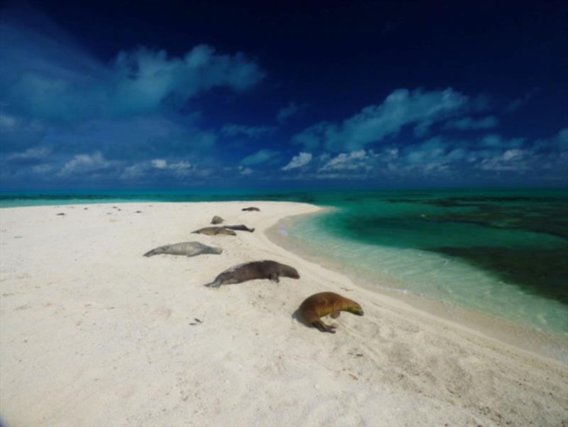 Several Hawaiian monk seals on a small islet in the Northwestern Hawaiian Islands photo copyright NOAA Fisheries taken at  and featuring the Fishing boat class