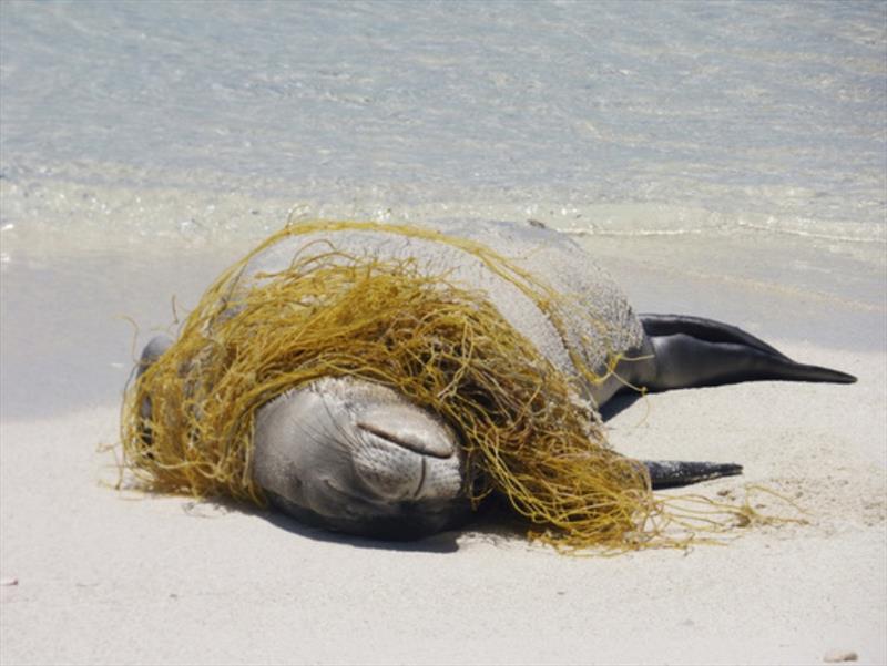 Hawaiian monk seal rests on the beach entangled in a derelict fishing net - photo © NOAA Fisheries