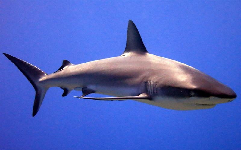 Grey reef shark photo copyright NOAA Fisheries taken at  and featuring the Fishing boat class