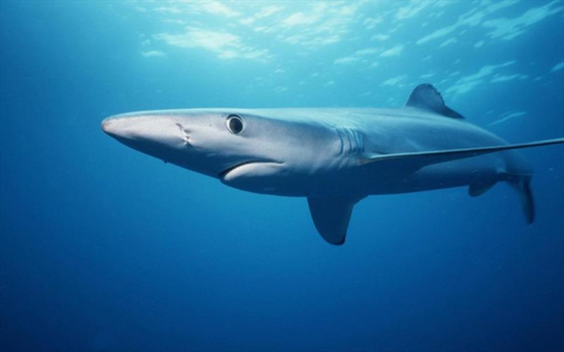 Blue shark photo copyright NOAA Fisheries taken at  and featuring the Fishing boat class