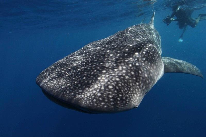 Whale shark photo copyright NOAA Fisheries taken at  and featuring the Fishing boat class