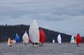 Spinnaker spectacle in the Port Cygnet Regatta © Jessica Coughlan
