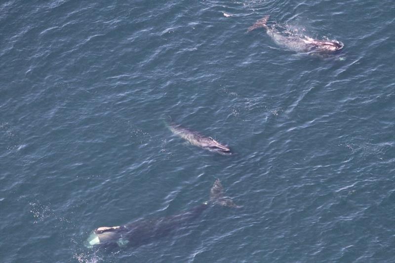 Bowhead, sei, and right whales feeding together. - photo © NOAA Fisheries