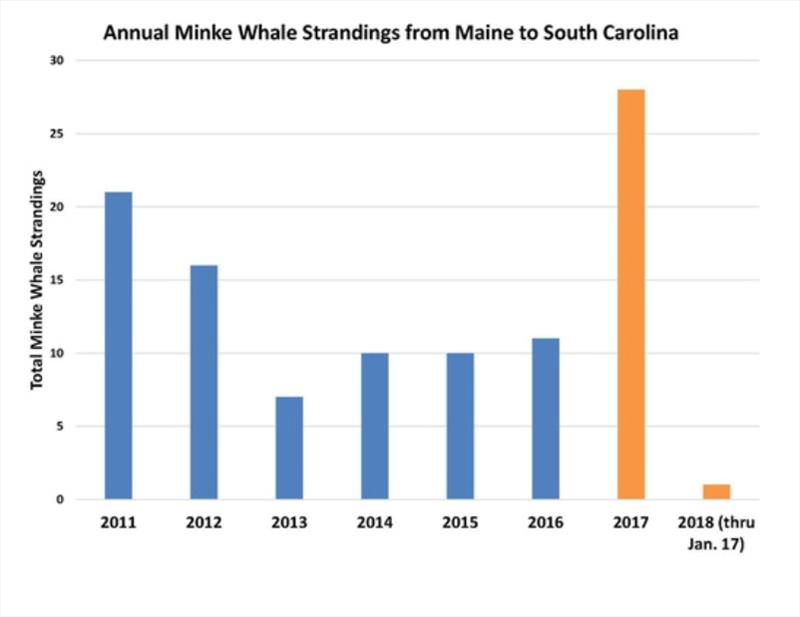 Annual Minke Whale Strandings from Maine to South Carolina photo copyright NOAA Fisheries taken at 