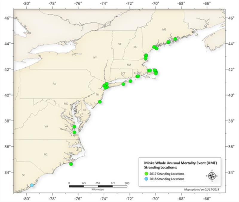 Minke whale stranding locations along the Atlantic coast - photo © NOAA Fisheries