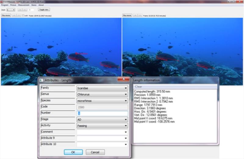 Highly precise measurements from video surveys facilitate a better understanding of factors driving differences in body sizes across coral reef habitats. This is an example of stereo-video analysis and output of fish measurements photo copyright NOAA Fisheries taken at 
