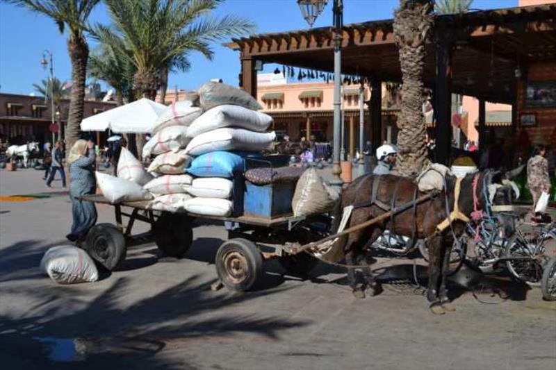 Donkeys do the hard work in the small Medina streets hauling goods - photo © SV Red Roo