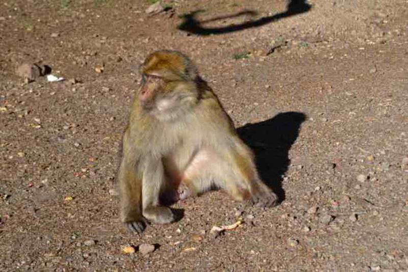 Barbary macaque (monkey) on the road to Fes - photo © SV Red Roo
