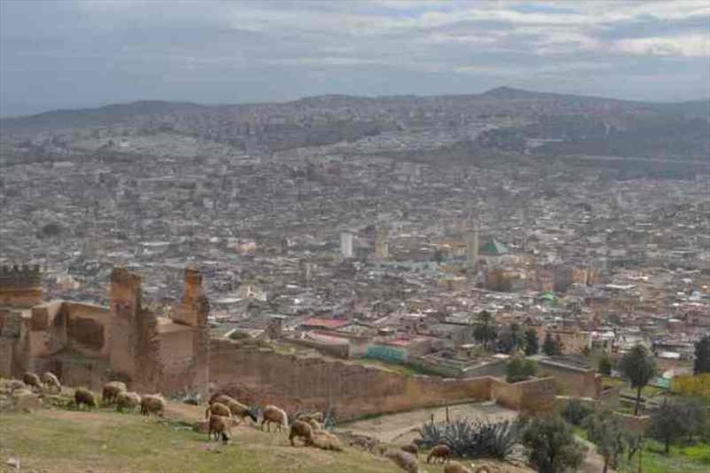Looking down over Fes from the ruins and cemetery, where a Shepard brought his flock through to feed photo copyright SV Red Roo taken at 