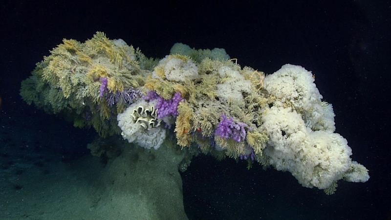 A highlight of the deep-sea exploration of Jarvis Island was this unusual umbrella-shaped pillar feature covered in deep-sea corals and sponges. - photo © NOAA Fisheries