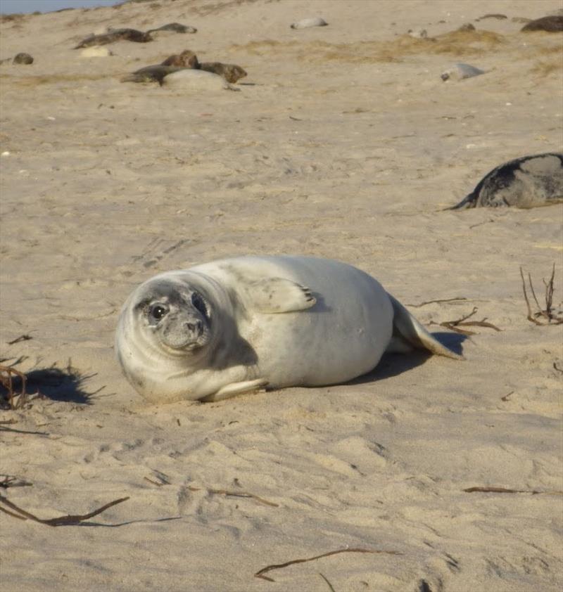 Gray seal pup photo copyright NOAA Fisheries taken at 