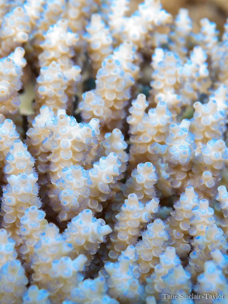 The tentacles of an Acroporid coral (pictured here) are extended, to enable filter feeding photo copyright Tane Sinclair-Taylor taken at 