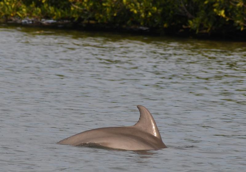 For the second time in three weeks a young dolphin is swimming free of fishing line thanks to the efforts of a rescue team - photo © NOAA Fisheries