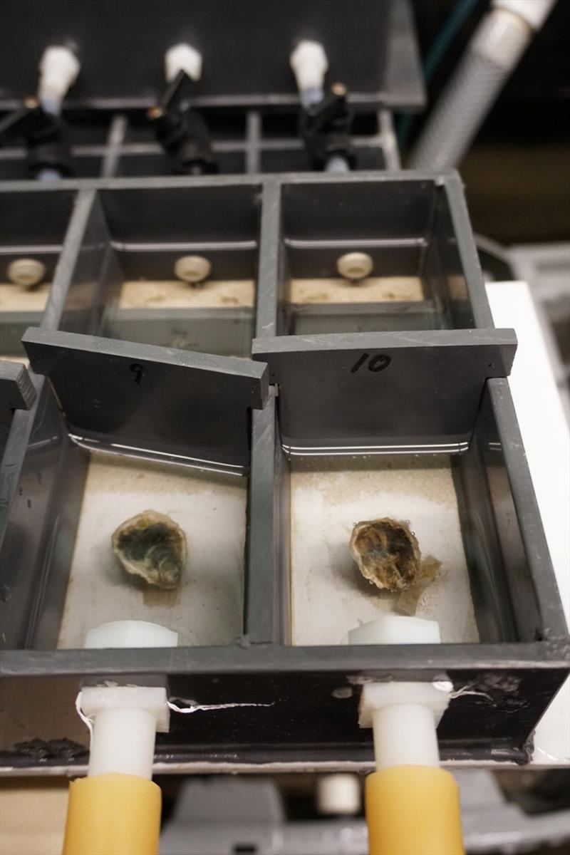 Oysters in chambers during a biodeposition experiment, in which feeding rate is measured photo copyright NOAA Fisheries taken at 