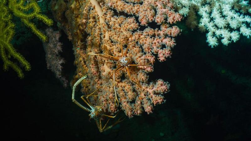 Deep-sea corals like these in Lydonia Canyon are the foundation for diverse ecosystems that thrive far beneath the ocean surface.  - photo © Luis Lamar, National Geographic