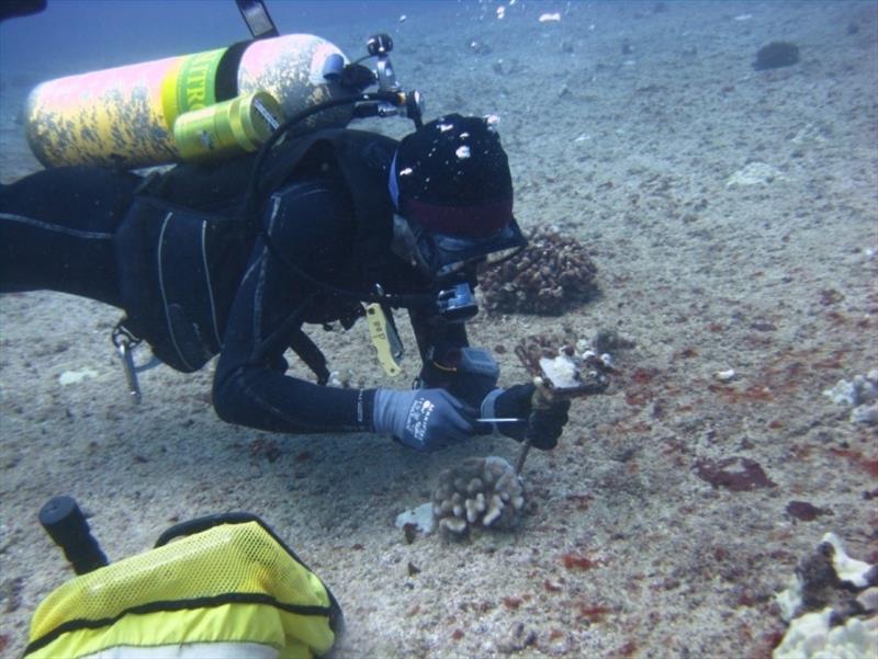 A NOAA scientific diver swaps out a calcification accretion unit to measure coral growth. - photo © NOAA Fisheries