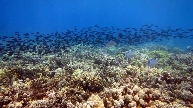 Blue trevally (Caranx melampygus), ornate butterflyfish (Chaetodon ornatissimus), and starry-eyed parrotfish (Calotomus carolinus) over a coral reef off Maui. - photo © NOAA Fisheries