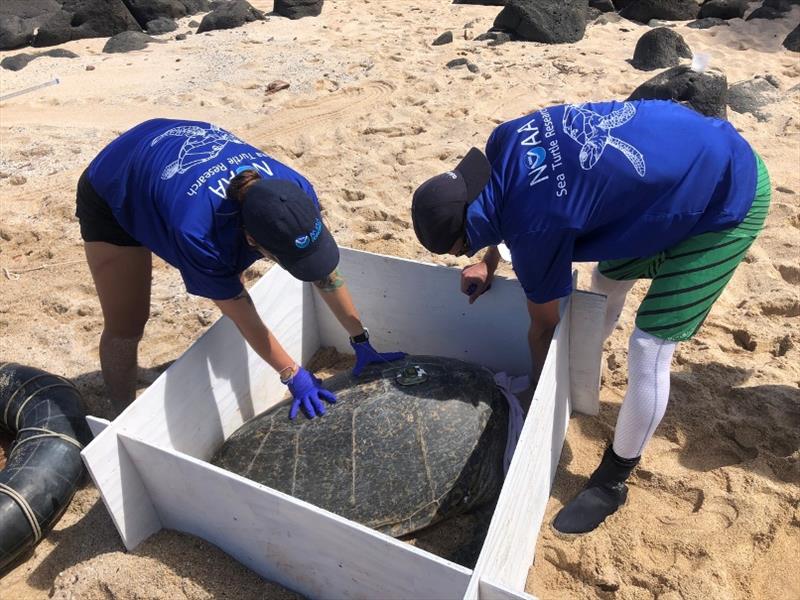 Lindsey Bull and Jan Willem Staman place a purpose-built box around the female green turtle to enable the team to apply a GPS satellite transmitter photo copyright NOAA Fisheries / Camryn Allen taken at 