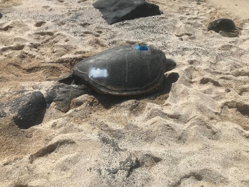 The identifier `OA48` was etched into the turtle's shell, and non-toxic paint was applied. The paint will wear off of the outer shell and remain in the etched markings for easy identification later in the season photo copyright NOAA Fisheries / Michelle Barbieri taken at 