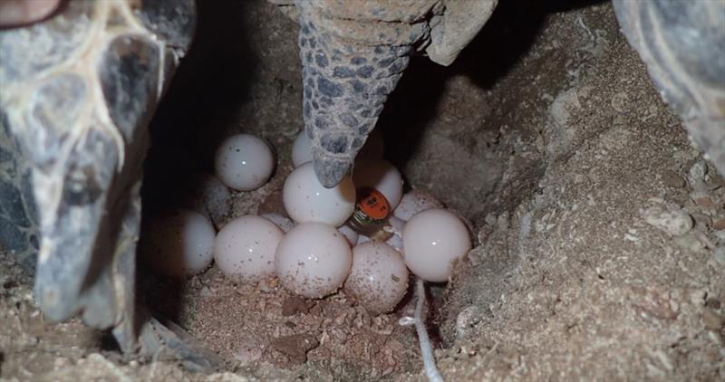 Motherload deposits a clutch of eggs and scientists add a tiny data logger to monitor nest temperature of incubation. Data will allow scientists to predict sex ratio of hatchlings produced based on temperatures recorded during 2nd trimester of incubation photo copyright NOAA Fisheries / Marylou Staman taken at 