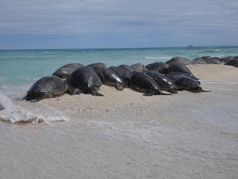 Motherload (center, with blue satellite tag on shell) huddled up with about 40 adult turtles, basking on remnants of Trig Island. Trig was once one of main nesting beaches for Hawaii's green sea turtles. Now, waves lap at hind flippers, even at low tide photo copyright NOAA Fisheries / Lindsey Bull taken at 