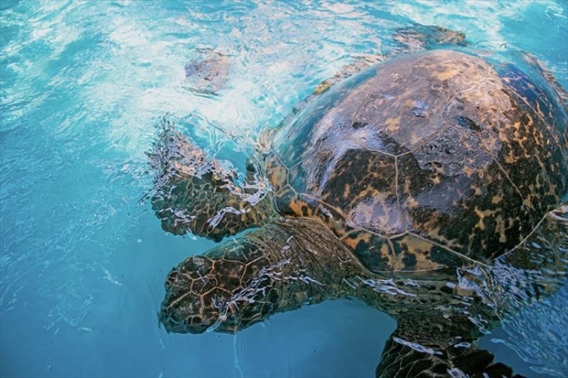A rehabilitating green sea turtle photo copyright MOP taken at 