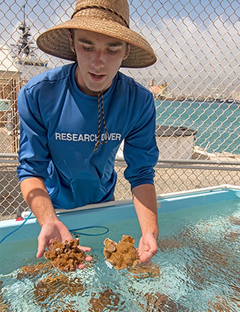 MOP student Jake Reichard holds two pieces of harbor coral that are being grown in the coral nursery photo copyright MOP taken at 
